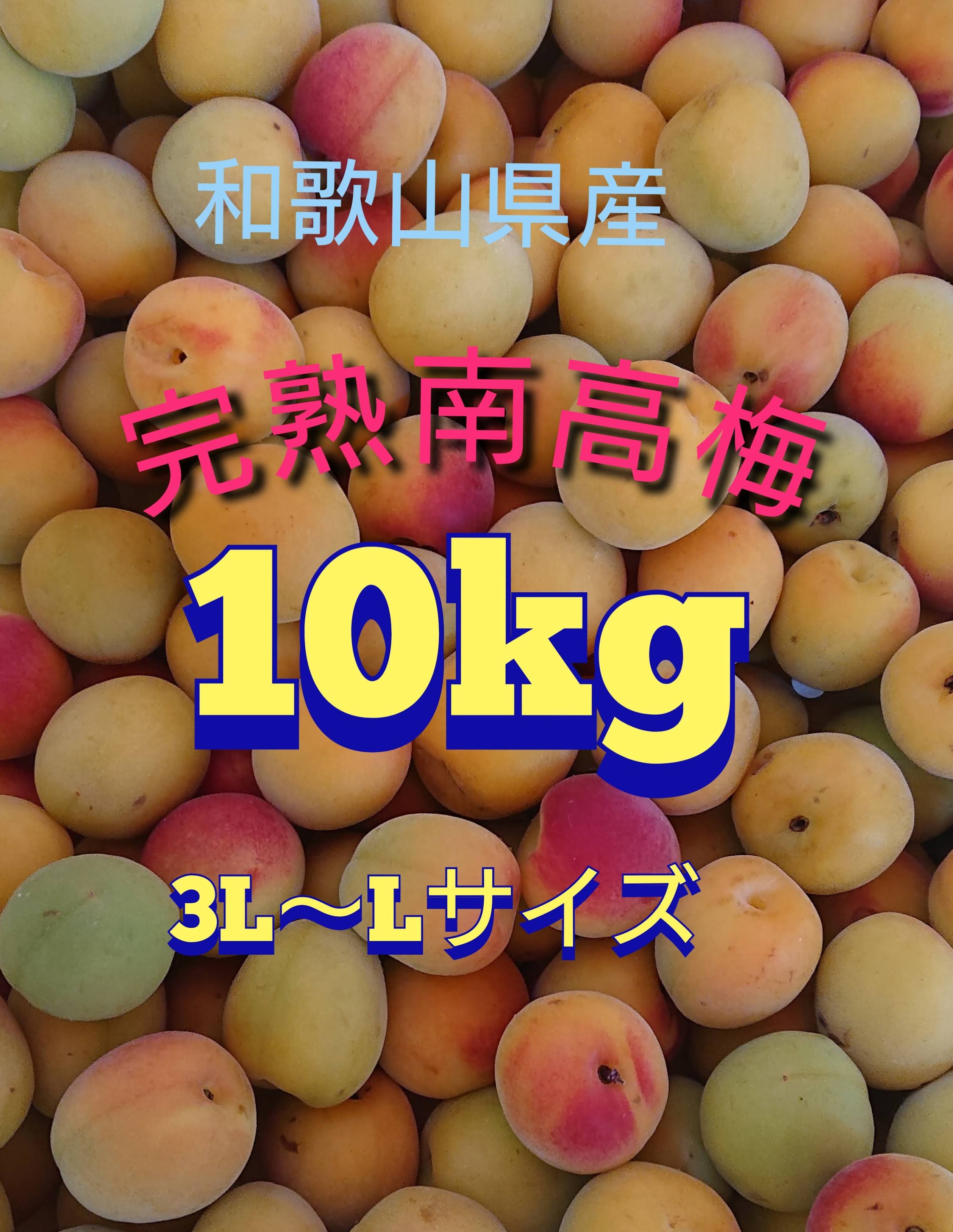 みかん販売 フルーツマイスターみかん屋